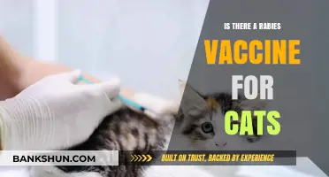 Rabies Vaccine for Cats: Essential Protection and What You Need to Know