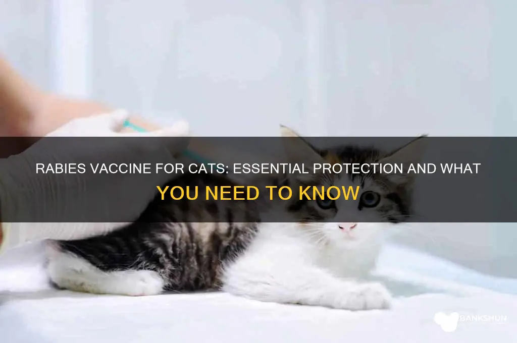 is there a rabies vaccine for cats