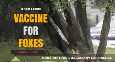 Rabies Vaccine for Foxes: Availability, Effectiveness, and Conservation Impact