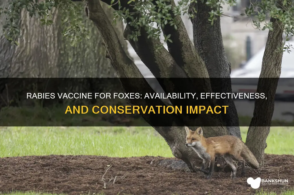 is there a rabies vaccine for foxes