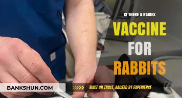 Can Rabbits Get Rabies Vaccines? Essential Pet Health Insights