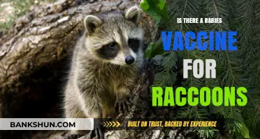 Can Raccoons Get Vaccinated Against Rabies? Exploring Prevention Options
