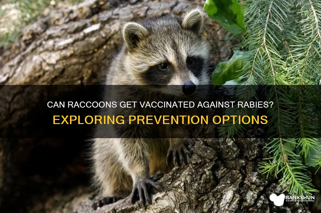 is there a rabies vaccine for raccoons