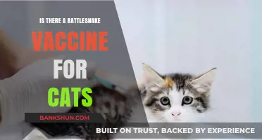 Rattlesnake Vaccine for Cats: Protection, Availability, and Safety Explained