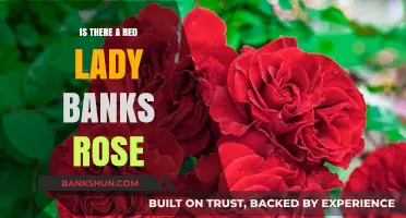 Exploring the Myth: Does the Red Lady Banks Rose Exist?