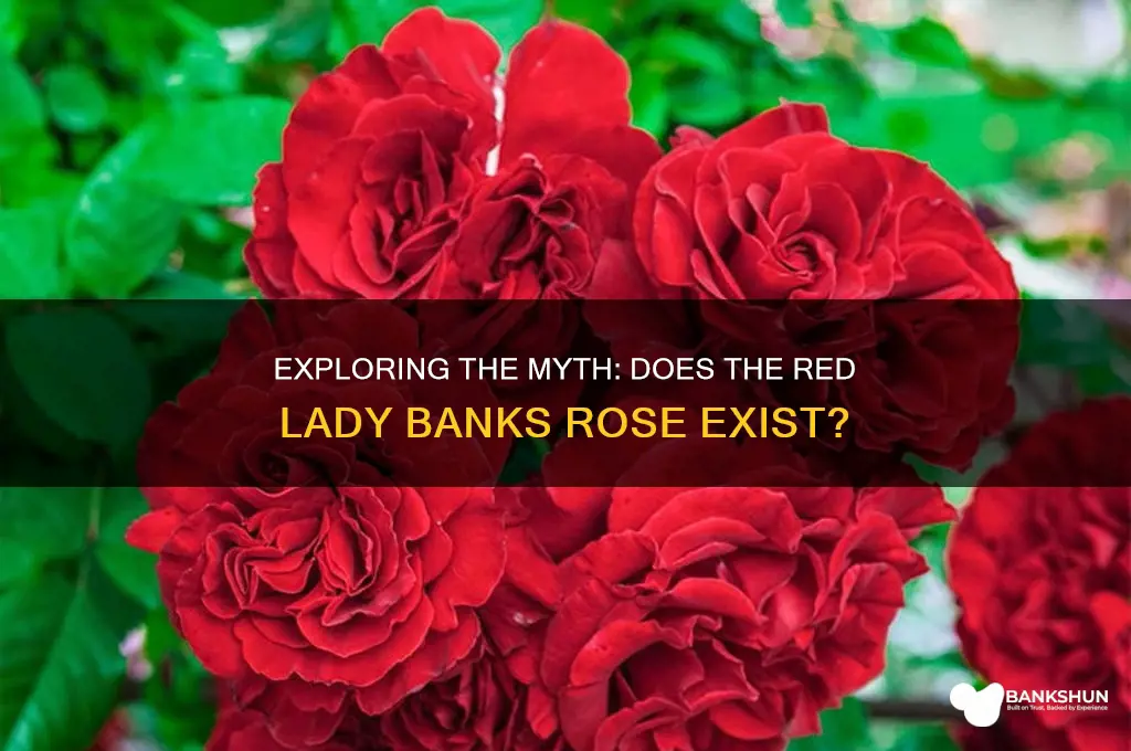 is there a red lady banks rose