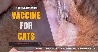 Can Cats Get a Ringworm Vaccine? Exploring Prevention Options