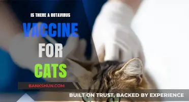 Rotavirus Vaccine for Cats: Availability, Benefits, and What Pet Owners Need to Know