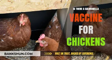 Salmonella Vaccine for Chickens: Availability, Benefits, and Prevention Strategies