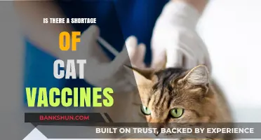 Are Cat Vaccines in Short Supply? What Pet Owners Need to Know