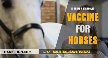 Strangles in Horses: Vaccine Availability and Prevention Strategies Explained