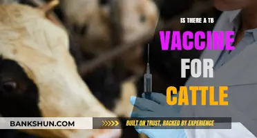 Exploring the Availability of TB Vaccines for Cattle: Facts and Insights