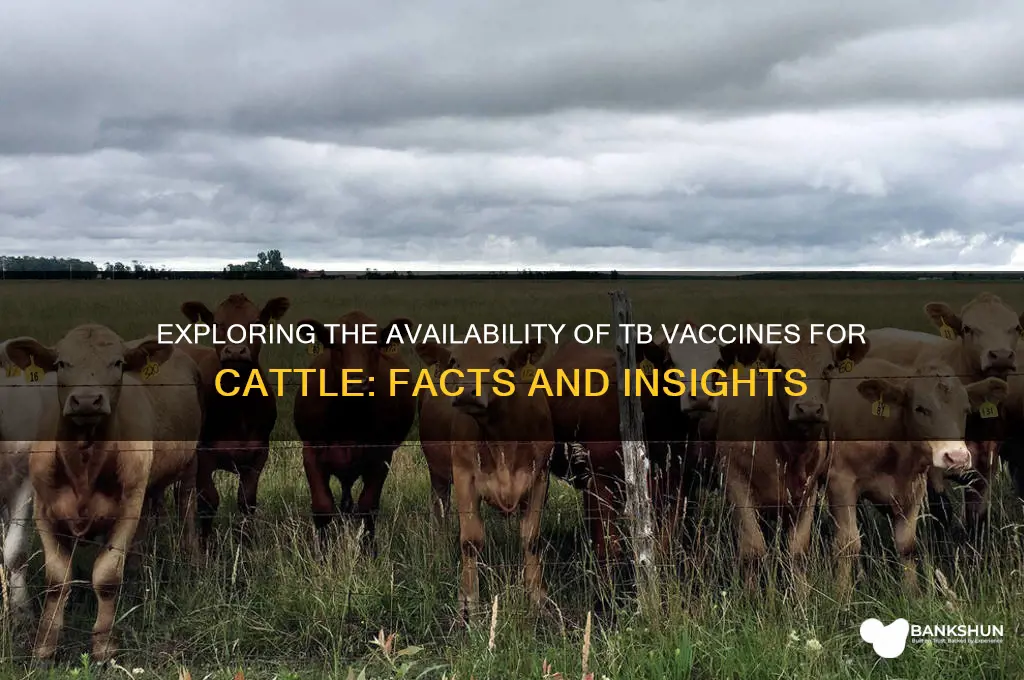 is there a tb vaccine for cattle
