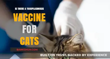 Toxoplasmosis Vaccine for Cats: Current Status and Future Prospects