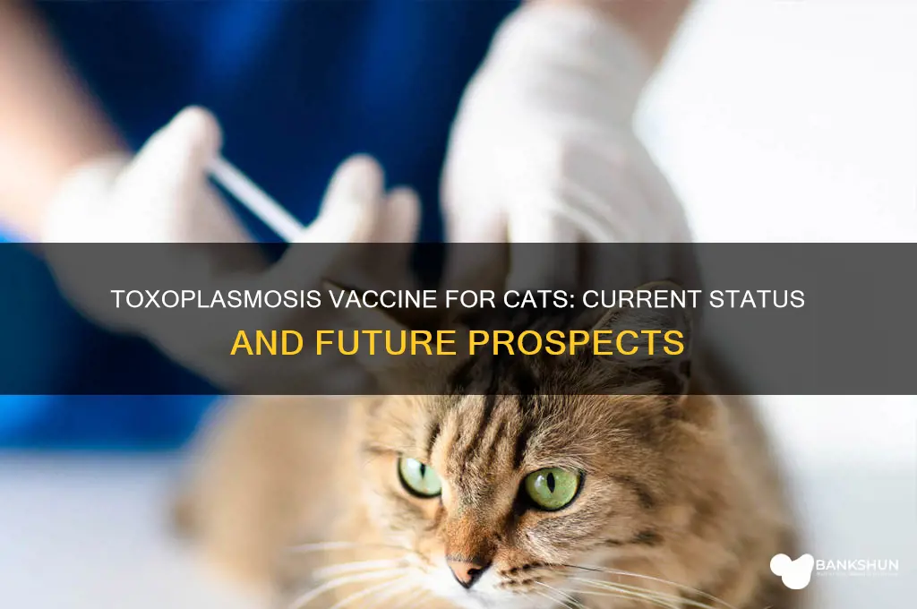 is there a toxoplasmosis vaccine for cats