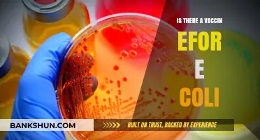 Is There a Vaccine for E. Coli? Exploring Prevention Options