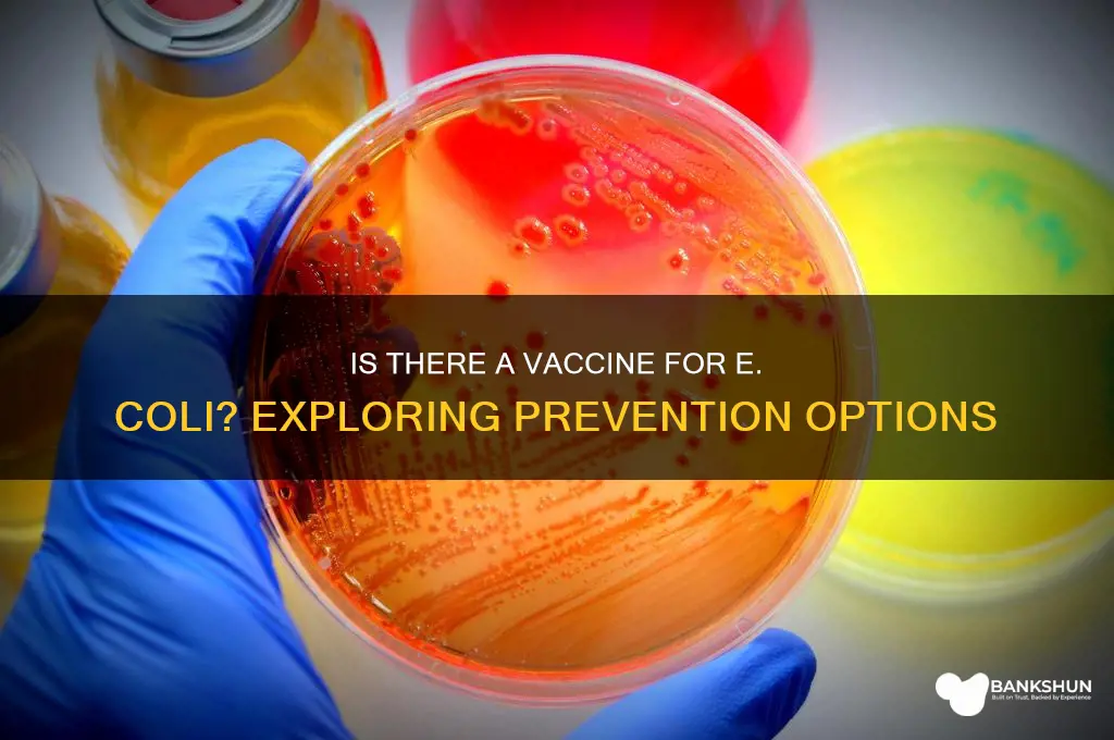 is there a vaccin efor e coli