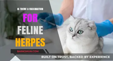 Feline Herpes Vaccination: What Cat Owners Need to Know
