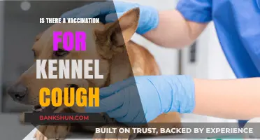 Kennel Cough Vaccination: What Pet Owners Need to Know