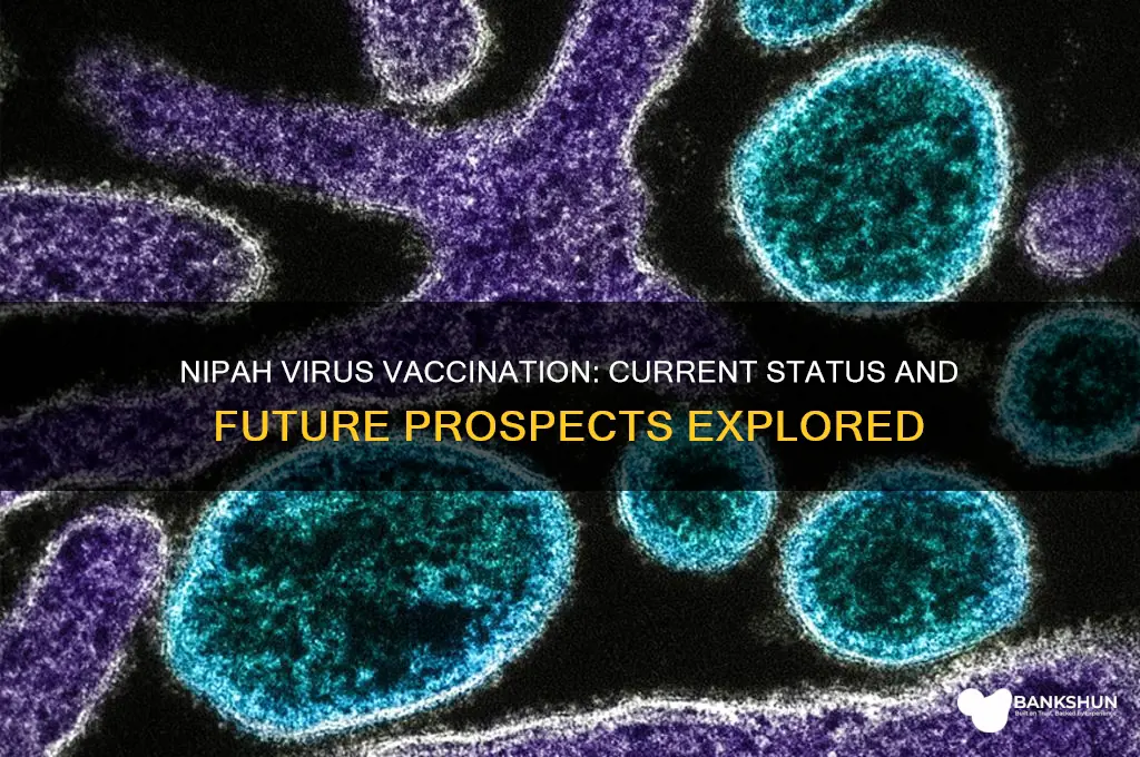 is there a vaccination for nipah virus