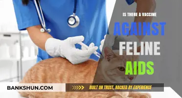 Feline AIDS Vaccine: Current Research and Prevention Strategies Explained