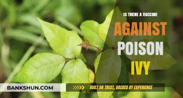 Can a Vaccine Protect Against Poison Ivy's Itchy Rash?