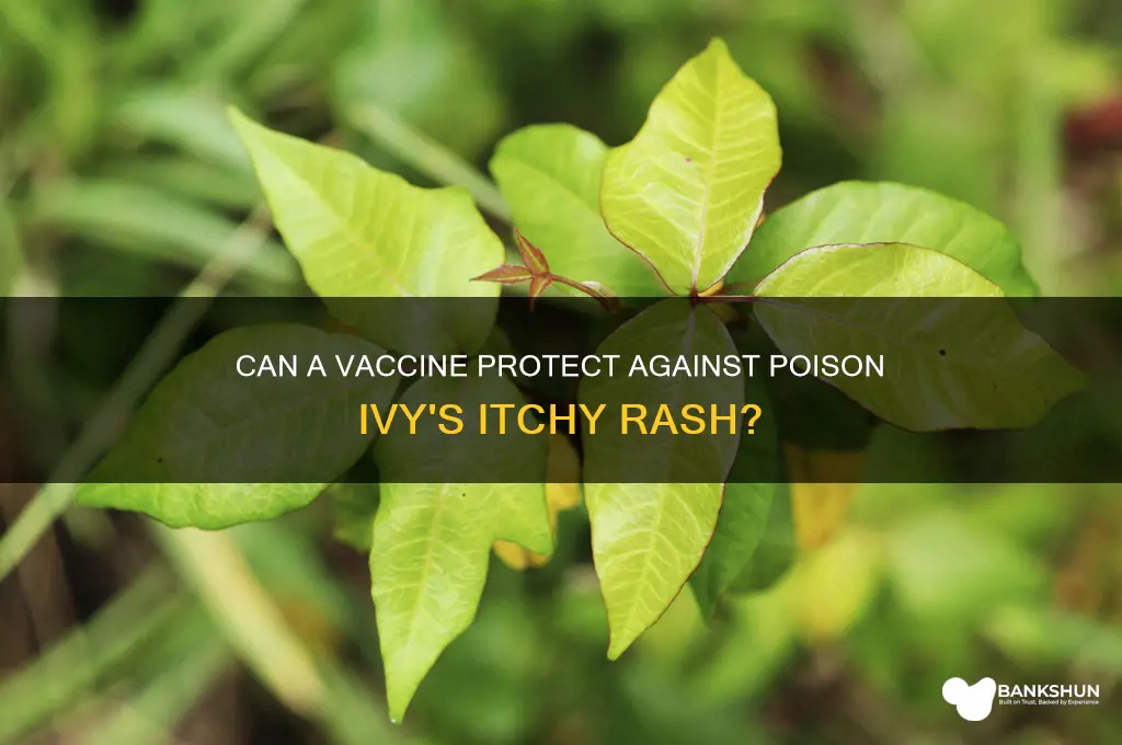 is there a vaccine against poison ivy