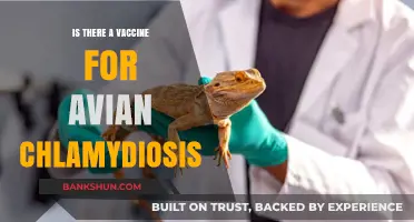 Avian Chlamydiosis Vaccine: Current Status and Prevention Strategies