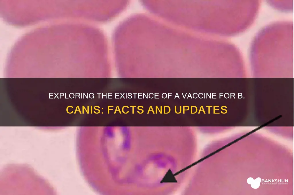 is there a vaccine for b canis