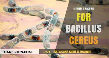Bacillus Cereus Vaccine: Current Status and Future Prospects