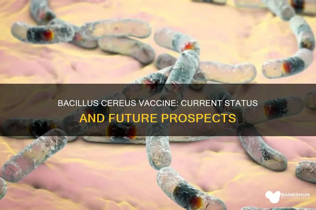 is there a vaccine for bacillus cereus