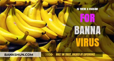 Banana Virus Vaccine: Current Research and Prevention Strategies Explained