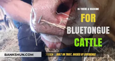 Bluetongue Cattle Vaccine: Availability, Efficacy, and Prevention Strategies