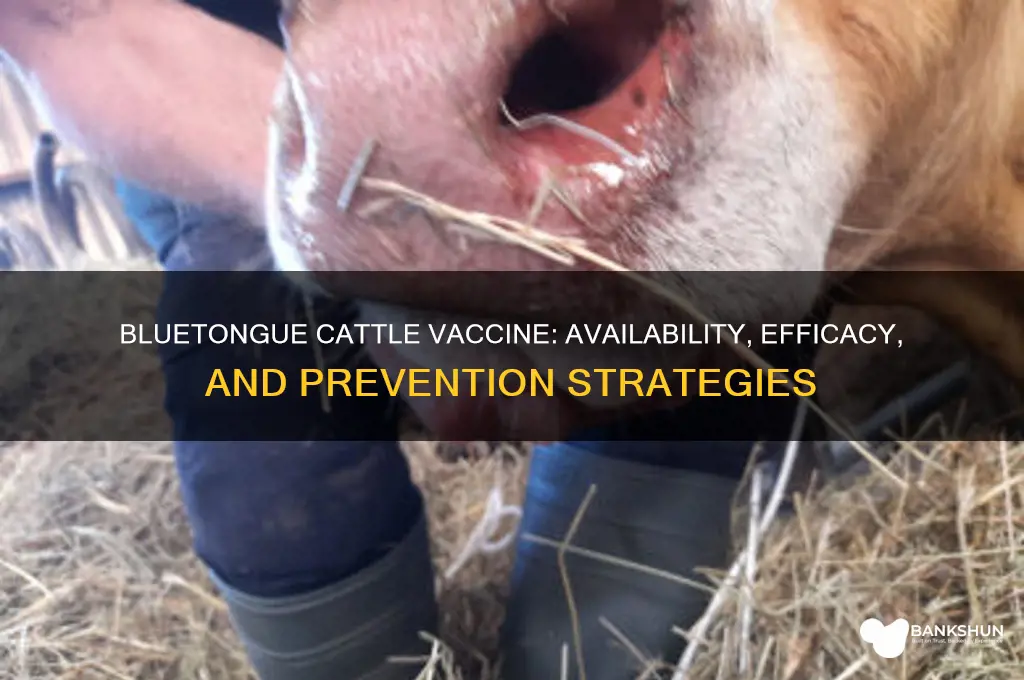 is there a vaccine for bluetongue cattle