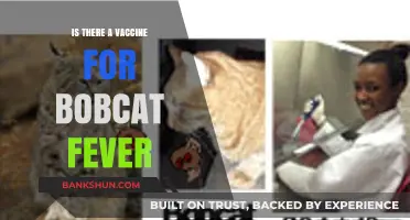 Bobcat Fever Vaccine: Current Status and Prevention Strategies Explained