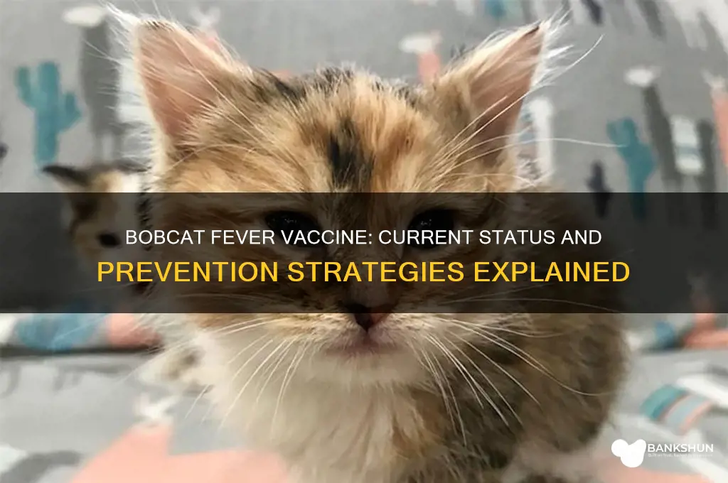 is there a vaccine for bobcat fever