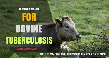 Bovine Tuberculosis Vaccine: Current Status and Future Prospects