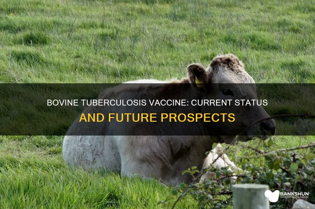 is there a vaccine for bovine tuberculosis