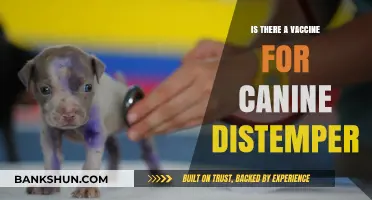 Canine Distemper Vaccine: Availability, Efficacy, and Prevention Strategies