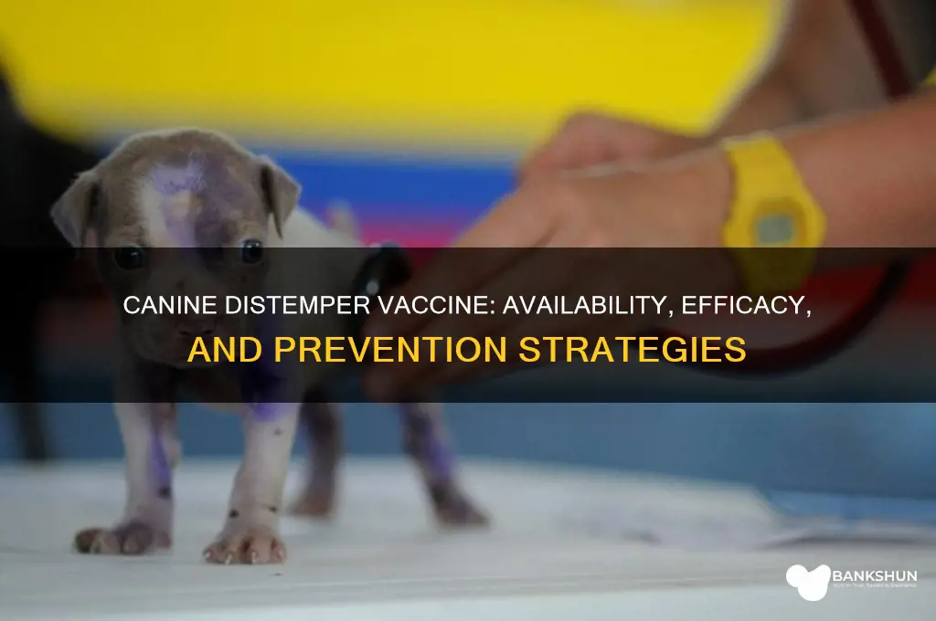 is there a vaccine for canine distemper