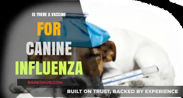 Canine Influenza Vaccine: Availability, Effectiveness, and Pet Protection
