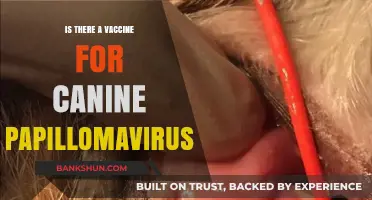 Canine Papillomavirus Vaccine: What Dog Owners Need to Know