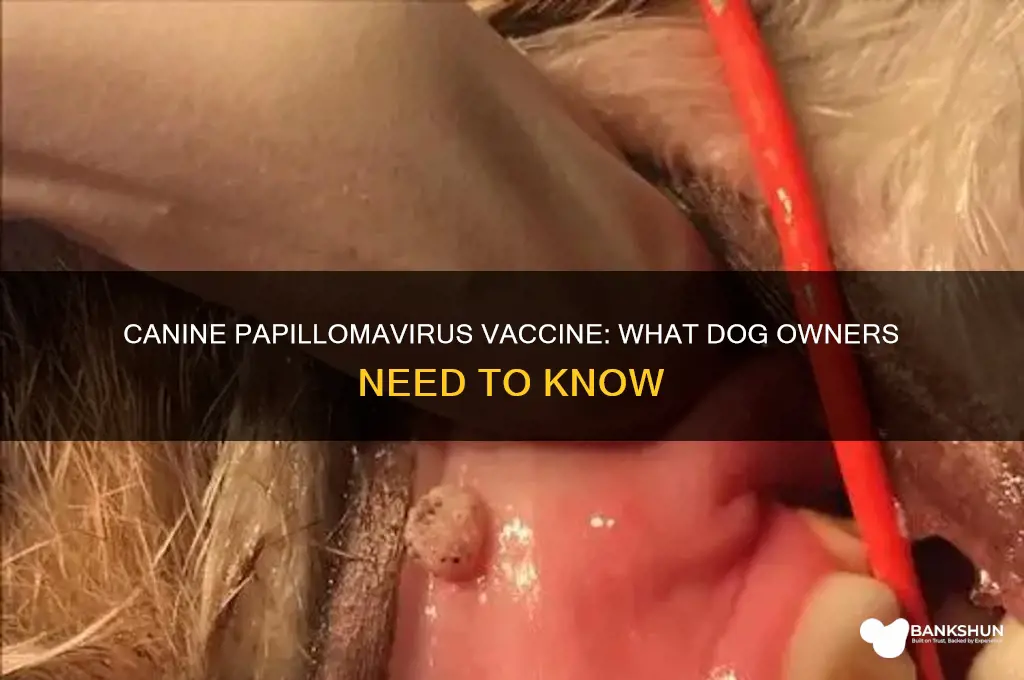 is there a vaccine for canine papillomavirus