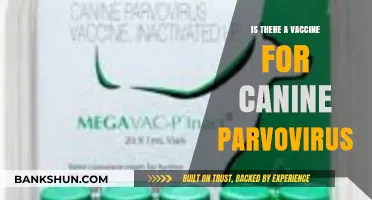Canine Parvovirus Vaccine: Availability, Efficacy, and Protection for Dogs
