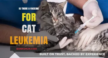 Can Cats Be Vaccinated Against Leukemia? Exploring Prevention Options