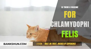 Chlamydophila Felis Vaccine: Current Status and Prevention Strategies