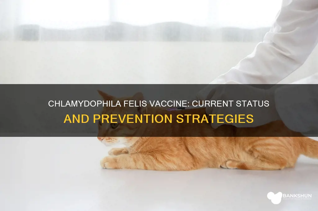 is there a vaccine for chlamydophila felis