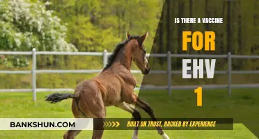 Exploring the Existence of a Vaccine for Equine Herpesvirus 1 (EHV-1)
