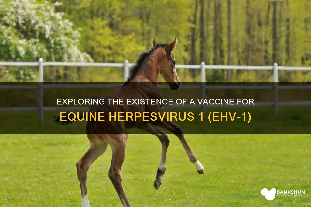 is there a vaccine for ehv 1