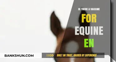 Exploring the Availability of a Vaccine for Equine Encephalitis
